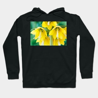 Fritillaria imperialis  &#39;Maxima Lutea&#39;  AGM  Crown imperia Hoodie